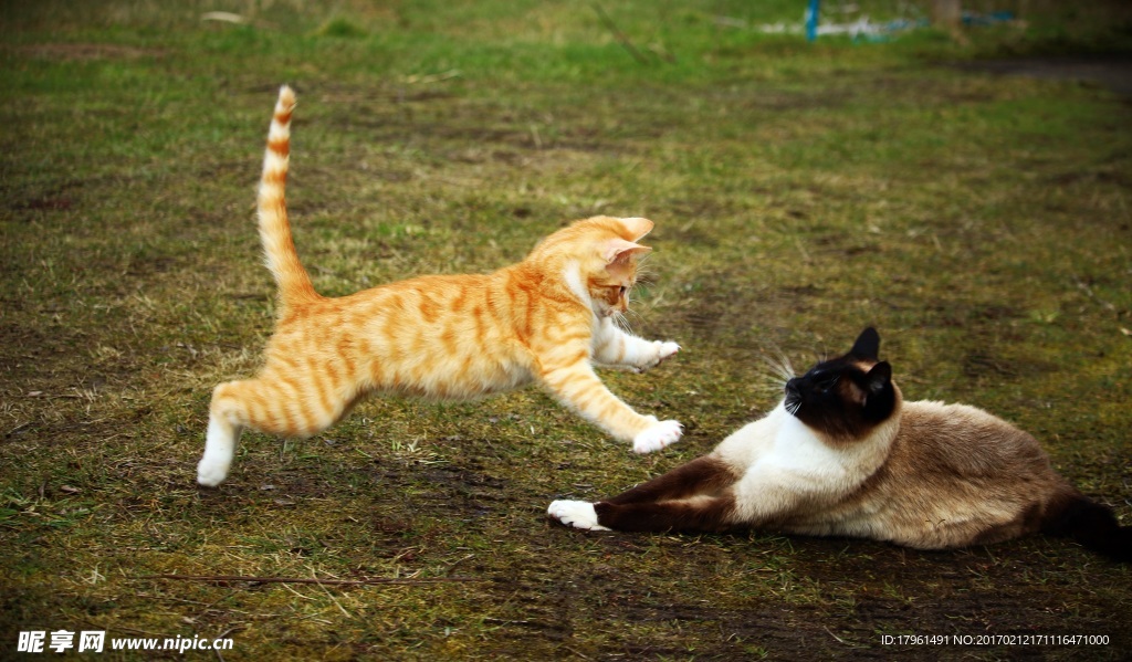 小猫