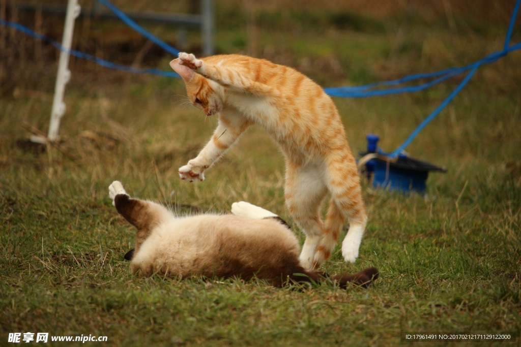 小猫