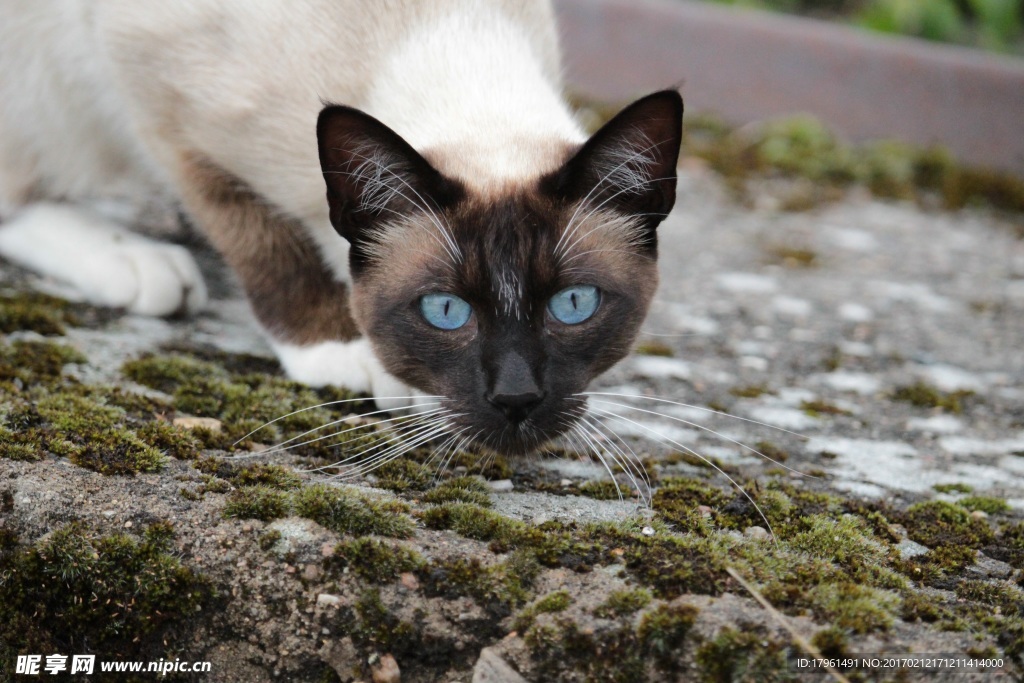 小猫