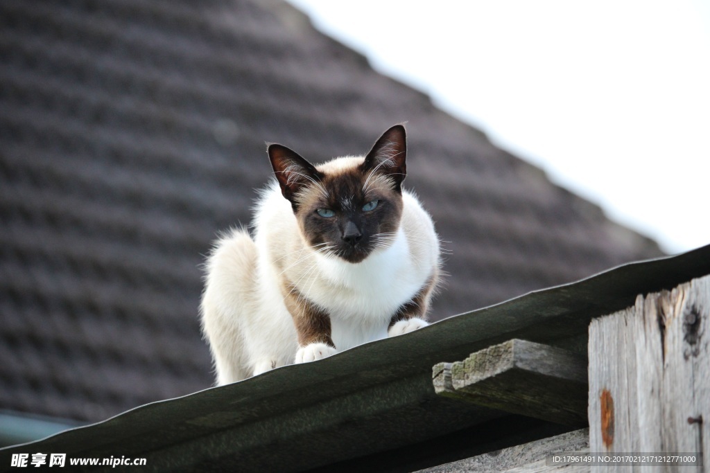 小猫