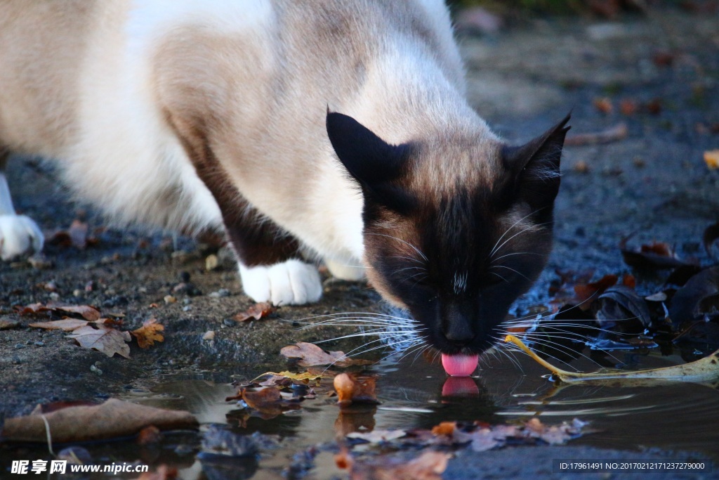 小猫