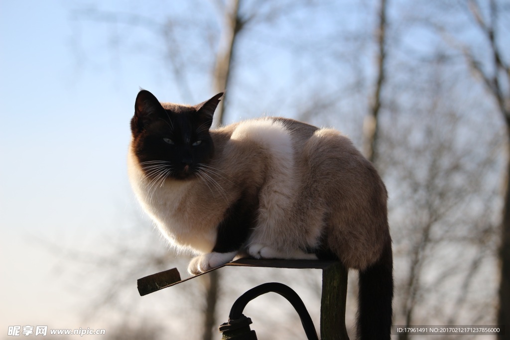 小猫
