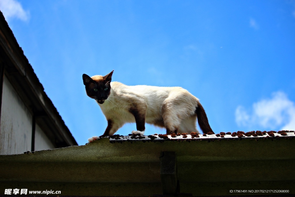 小猫