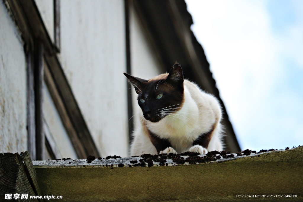 小猫