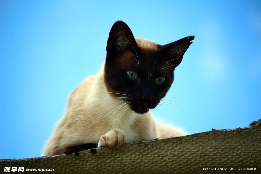 小猫