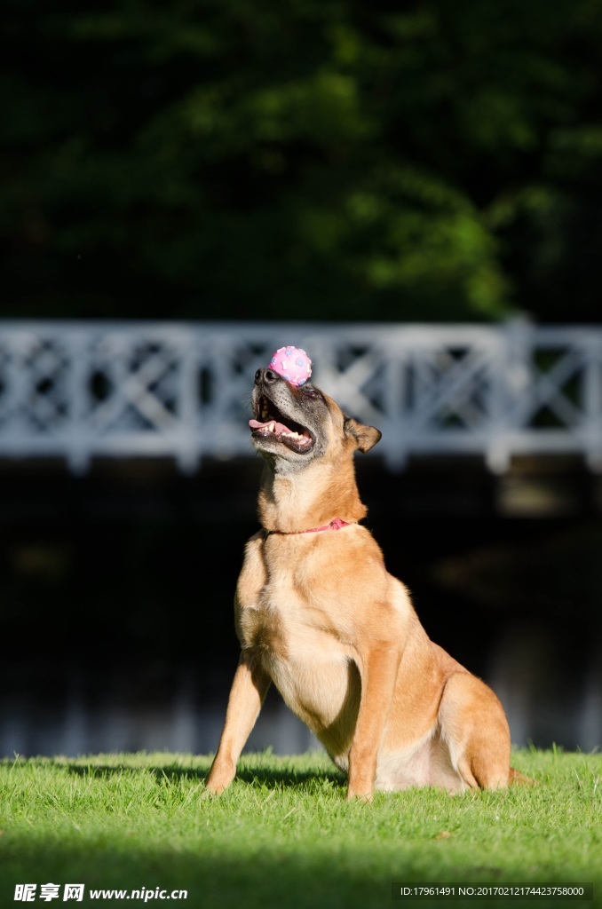 玛利诺犬