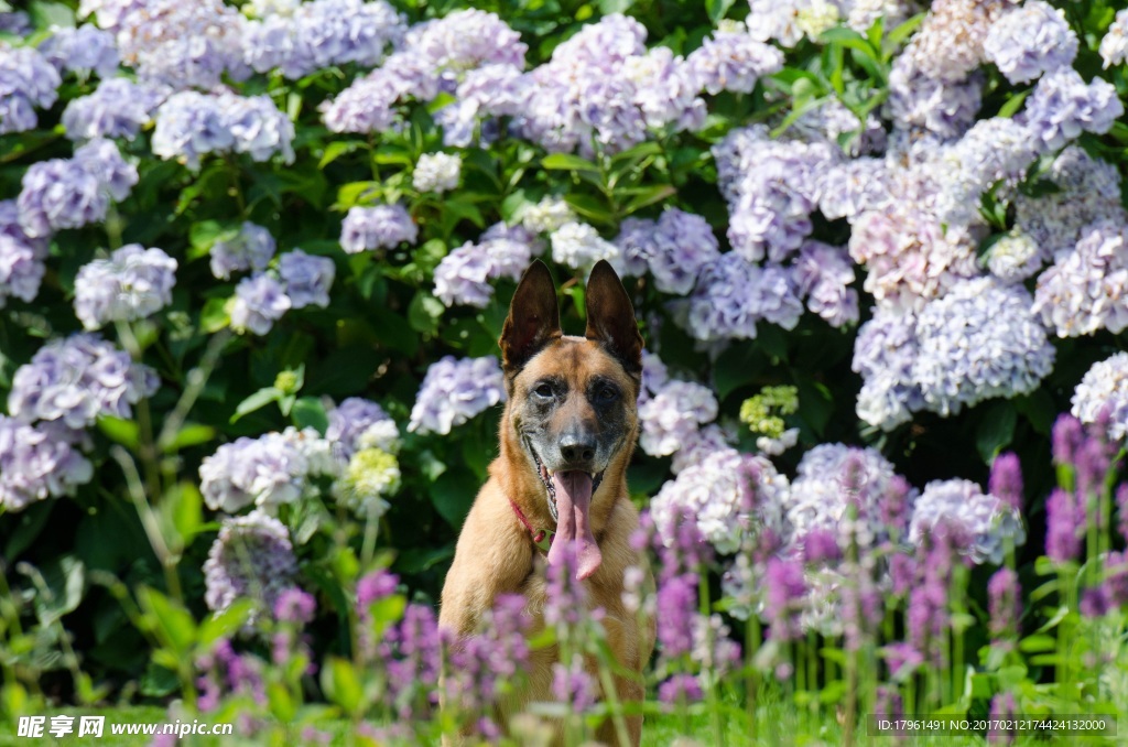 玛利诺犬