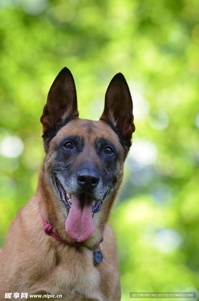 玛利诺犬