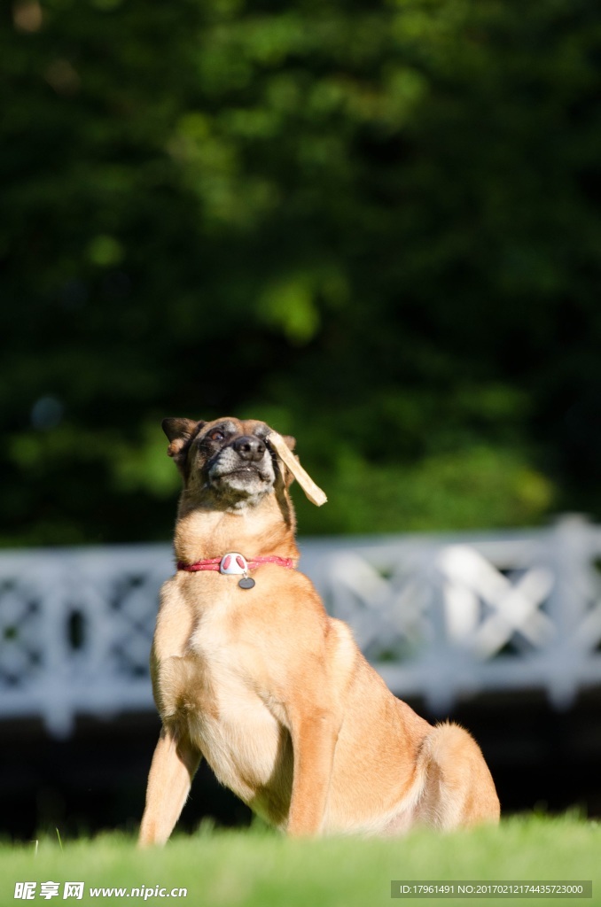 玛利诺犬