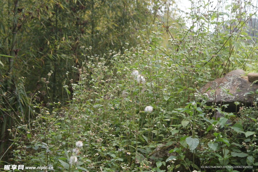 野草