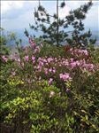 山花