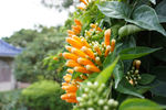 鼓浪屿 炮仗花