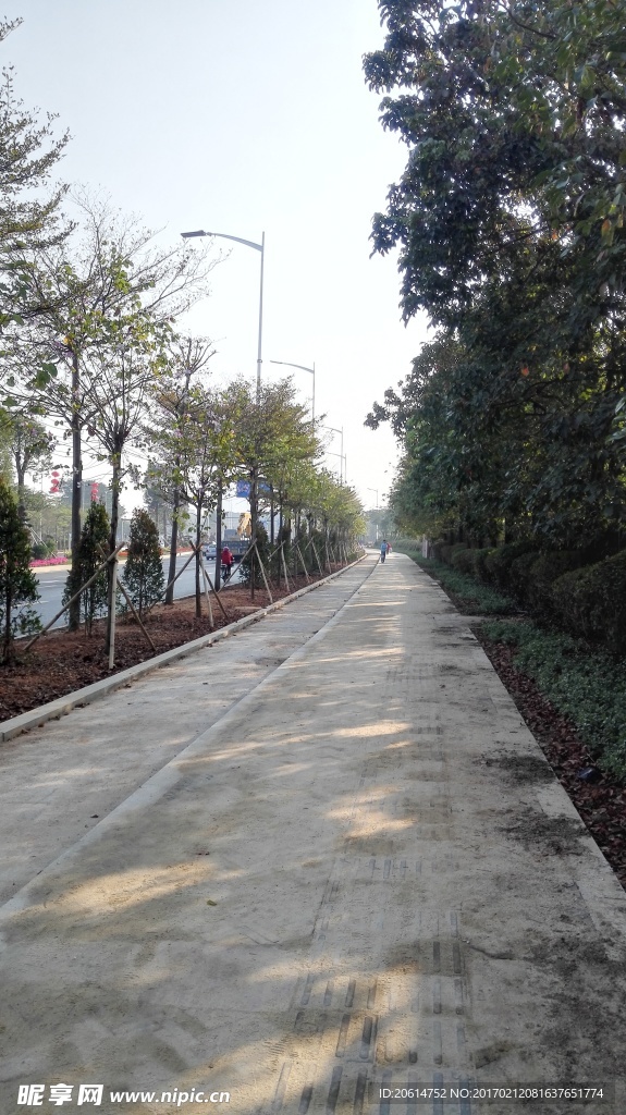 林荫小路