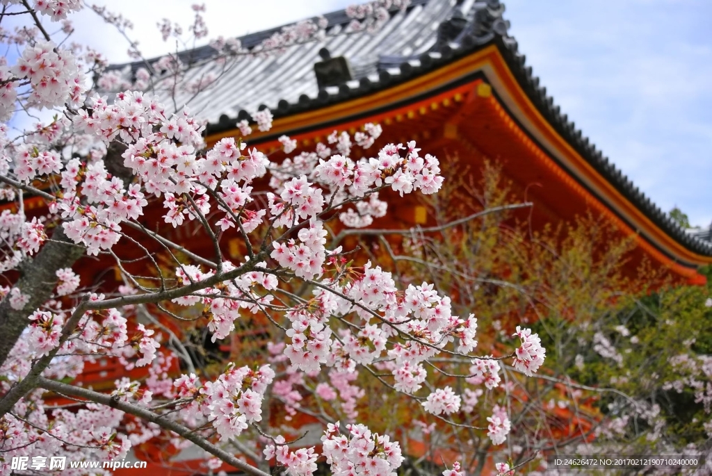 樱花