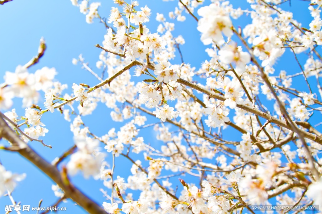 樱花