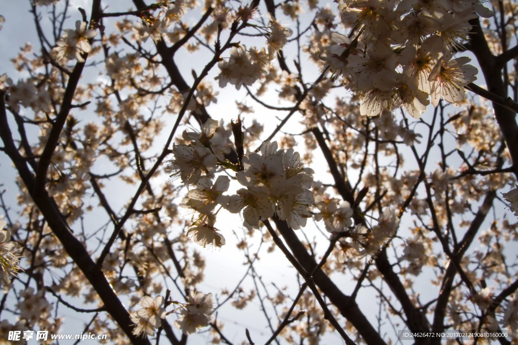 樱花