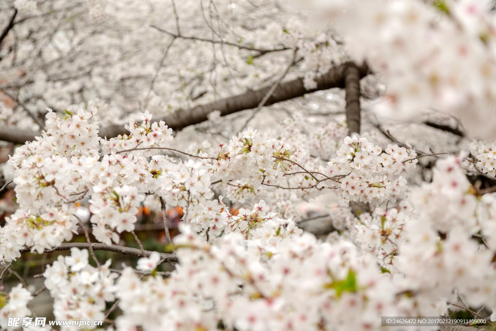 樱花