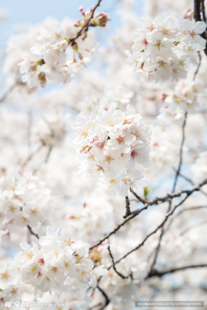 樱花