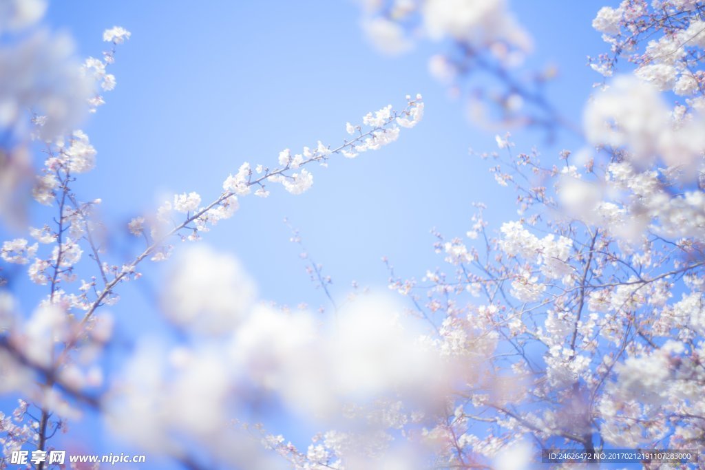 樱花