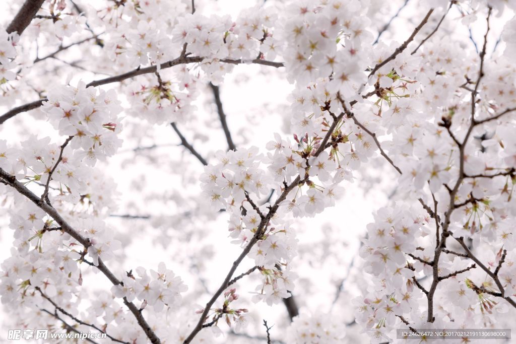 樱花
