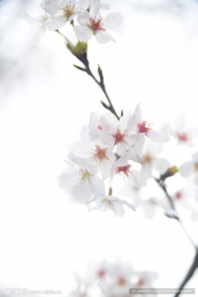 樱花