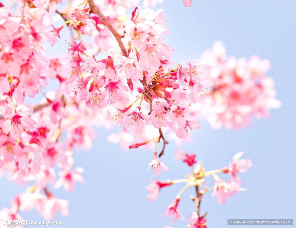 樱花