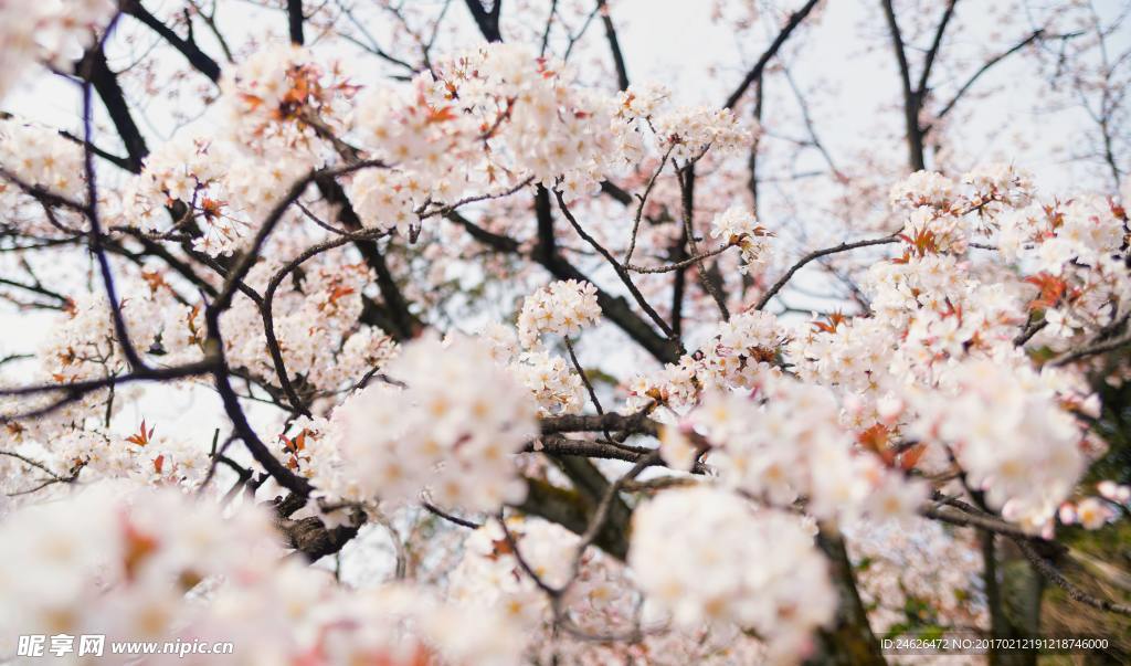 樱花