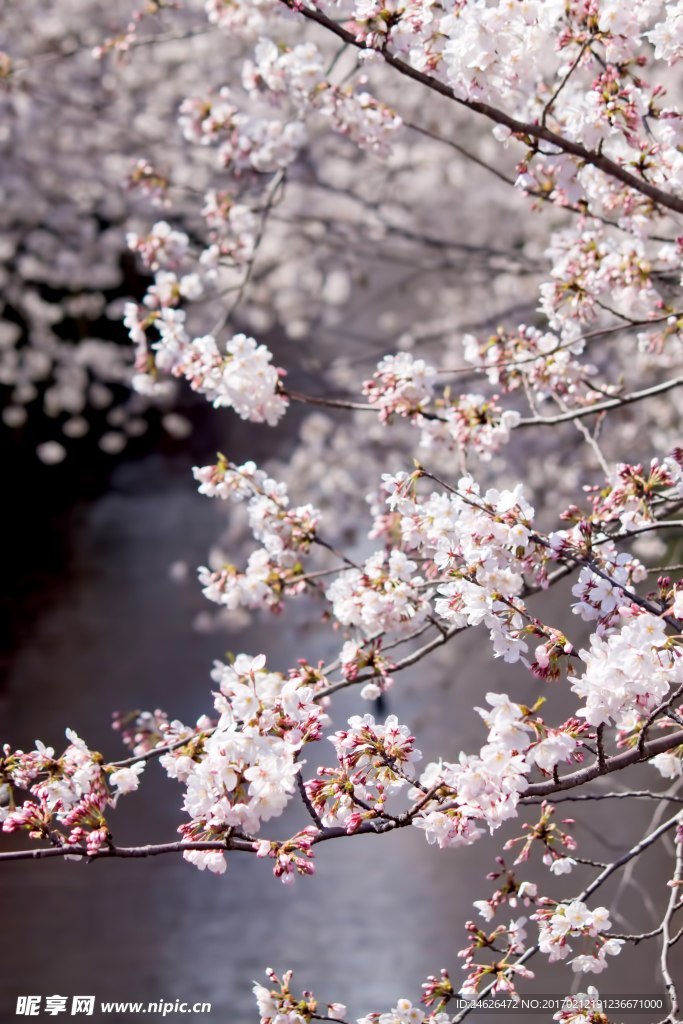 樱花