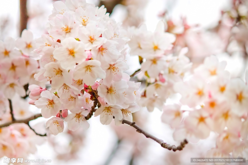 樱花