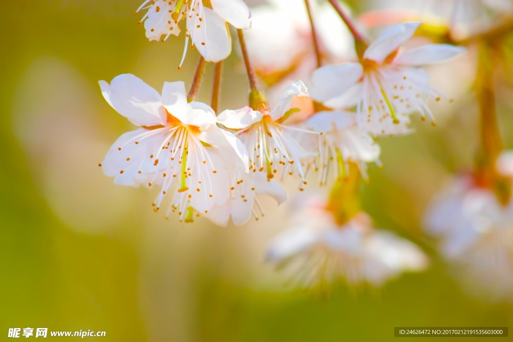 樱花
