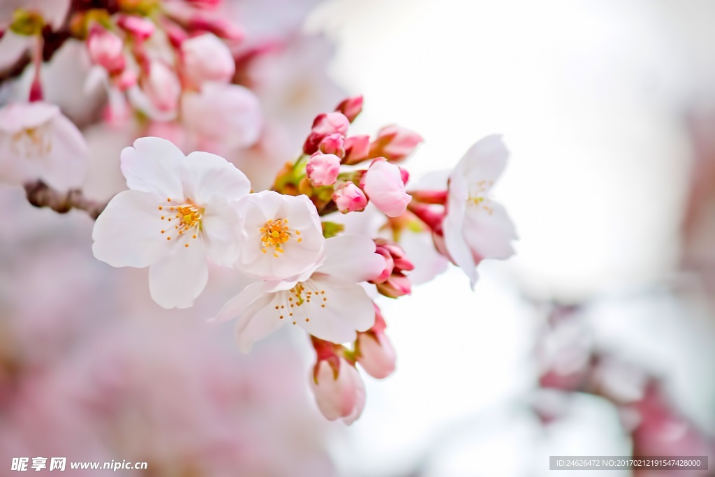 樱花