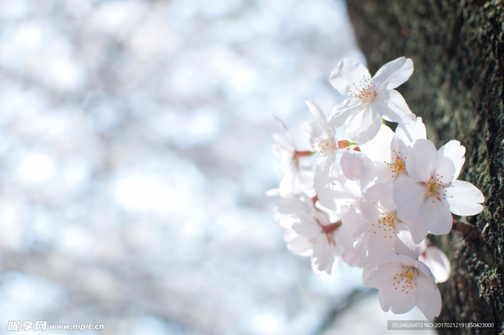 樱花