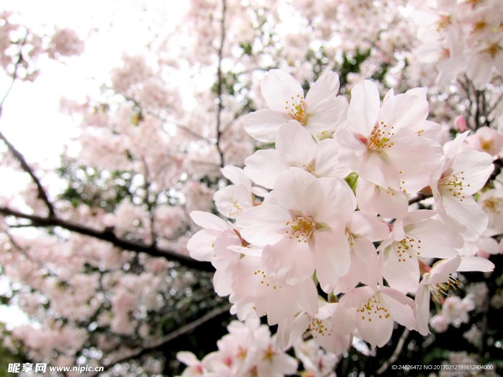 樱花
