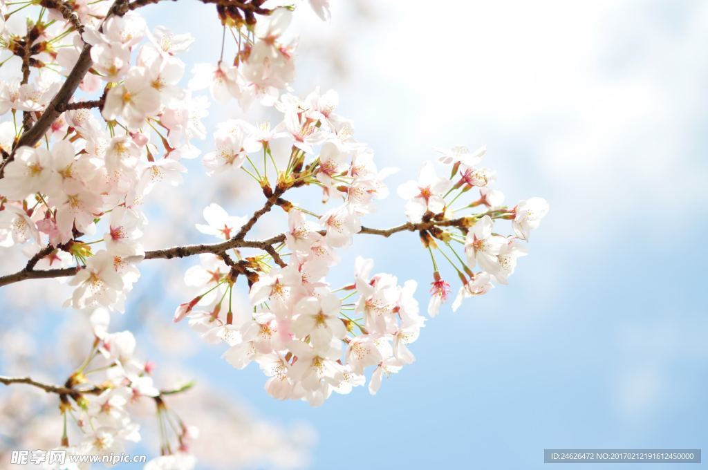 樱花