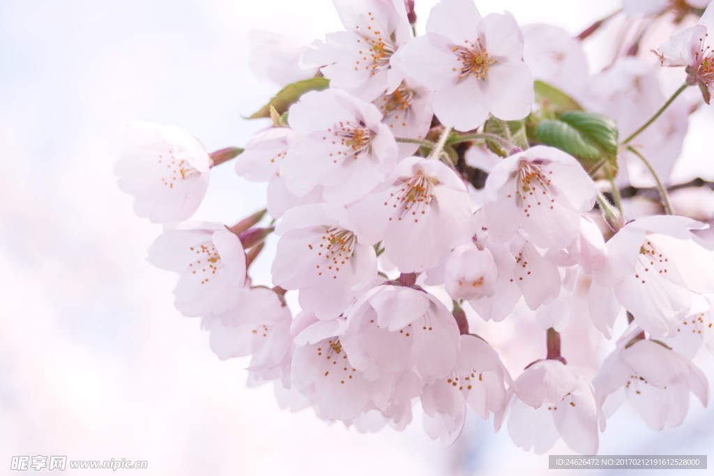 樱花