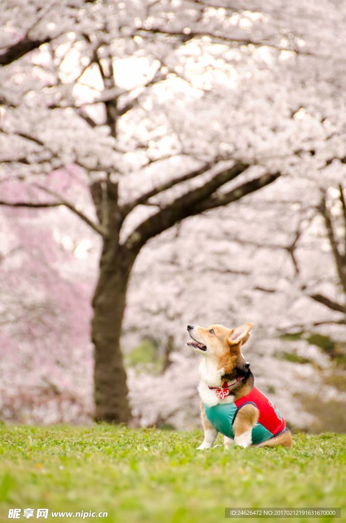 樱花