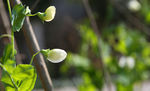 豆角花