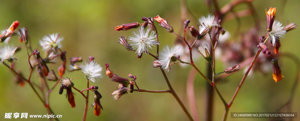 小草花   小花   小草