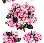 粉色牡丹花