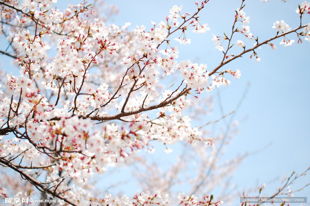 十里桃花立春图片