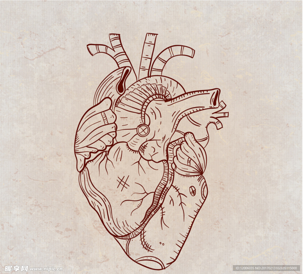 手绘心脏器官插图矢量素材