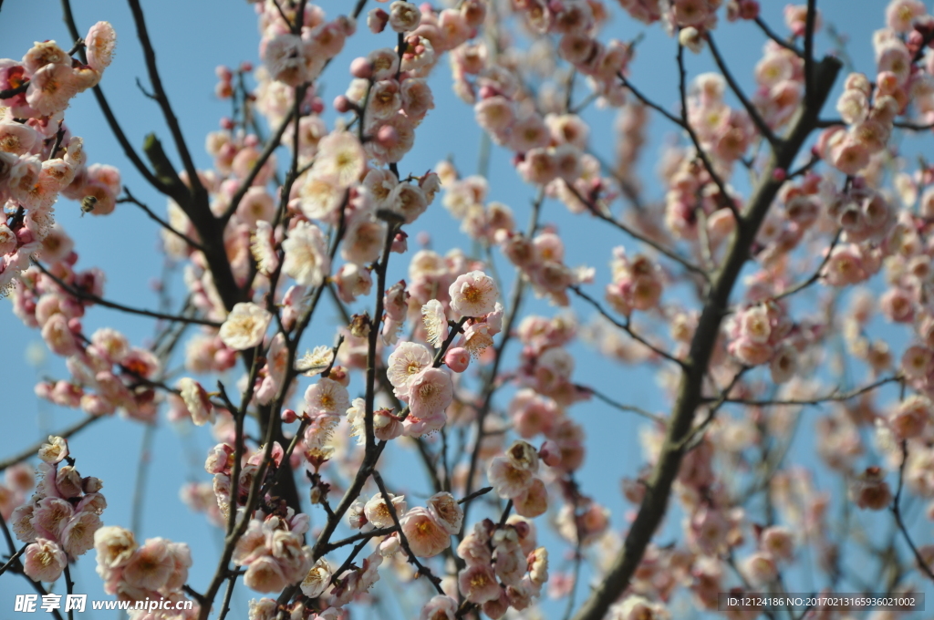 梅花