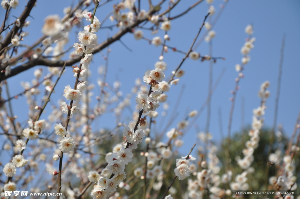 梅花