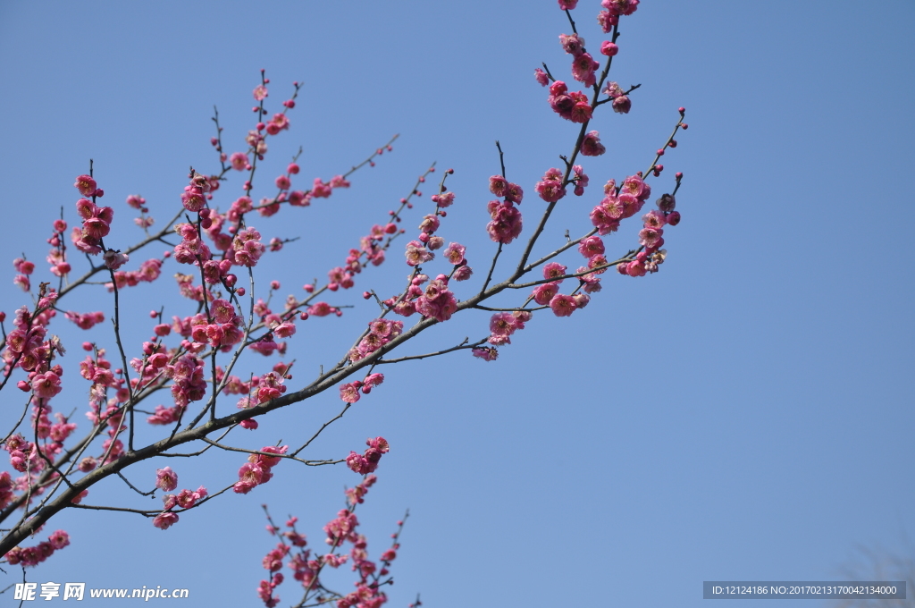 梅花