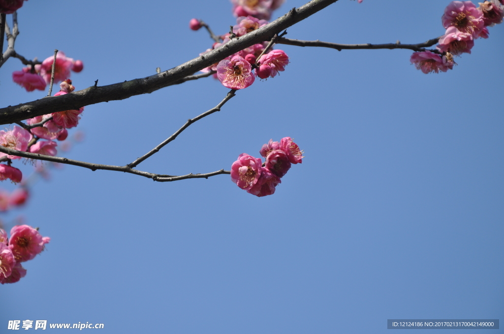 梅花