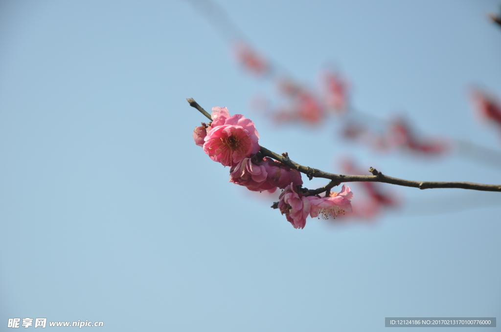 梅花