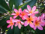 鲜花