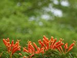 鲜花