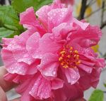 鲜花