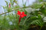 鲜花